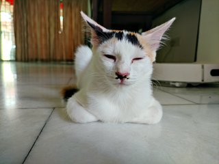 Jie Jie (13 Jie) - Calico + Domestic Short Hair Cat