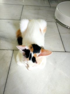 Jie Jie (13 Jie) - Calico + Domestic Short Hair Cat