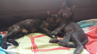 Ollie &amp; Mollie - Domestic Short Hair + Domestic Medium Hair Cat