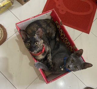 Ollie &amp; Mollie - Domestic Short Hair + Domestic Medium Hair Cat