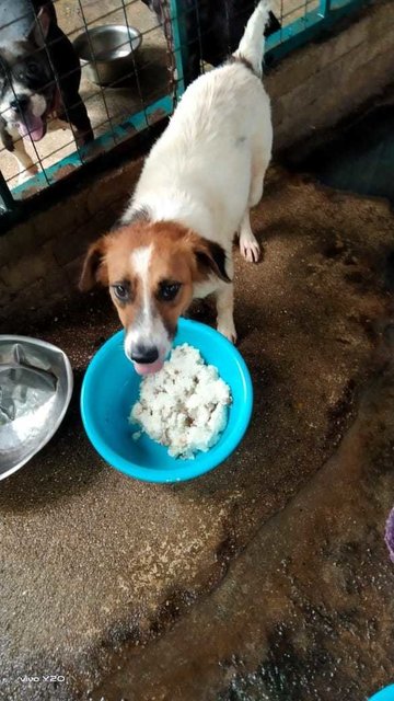 Ruby  - Mixed Breed Dog