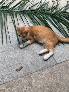 Pumpkin - Domestic Short Hair Cat