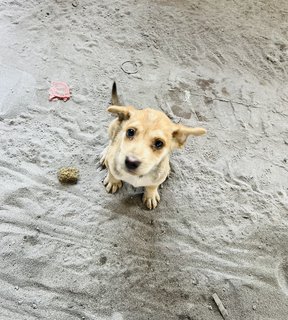 Puppy 36 - Mixed Breed Dog