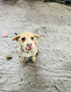 Puppy 36 - Mixed Breed Dog