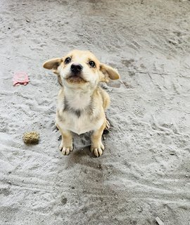 Puppy 36 - Mixed Breed Dog