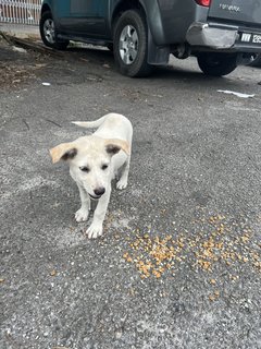 Puppy 37 - Mixed Breed Dog