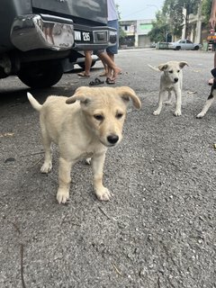 Puppy 37 - Mixed Breed Dog