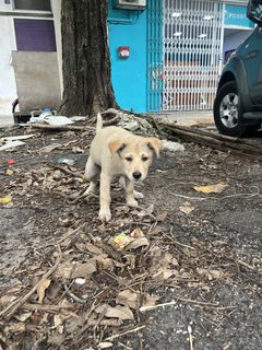 Puppy 37 - Mixed Breed Dog