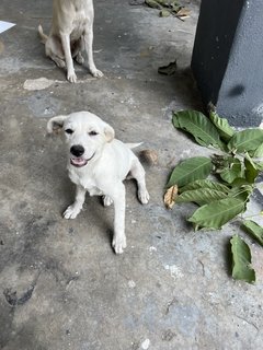 Puppy 37 - Mixed Breed Dog