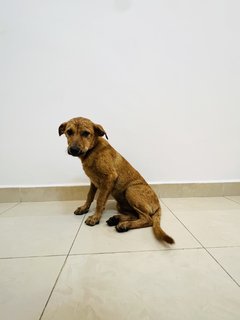 Puppy 38 - Mixed Breed Dog