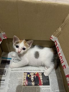 Lucky - Domestic Short Hair Cat