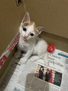 Lucky - Domestic Short Hair Cat