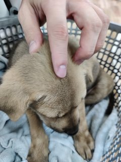 Hachi - Mixed Breed Dog