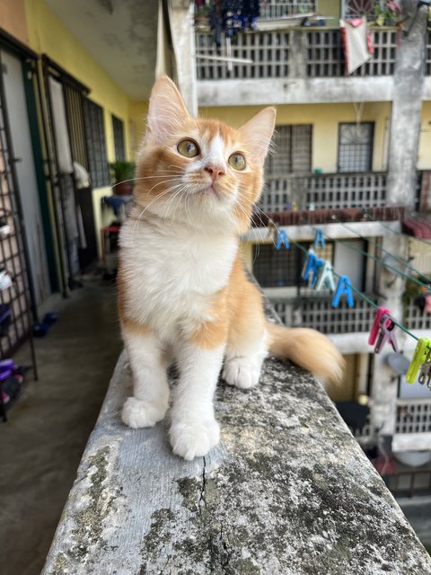 Lion - Domestic Medium Hair Cat