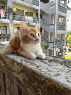 Lion - Domestic Medium Hair Cat