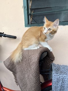 Lion - Domestic Medium Hair Cat