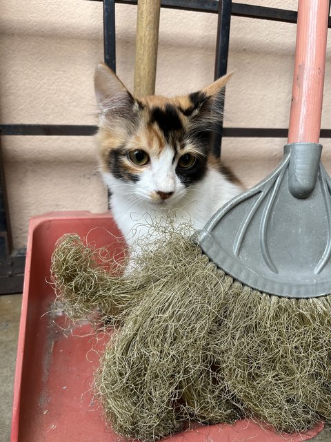 Bubble - Domestic Medium Hair Cat