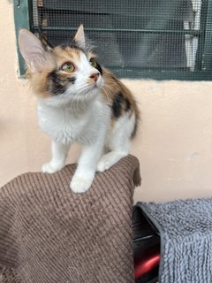 Bubble - Domestic Medium Hair Cat