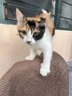 Bubble - Domestic Medium Hair Cat