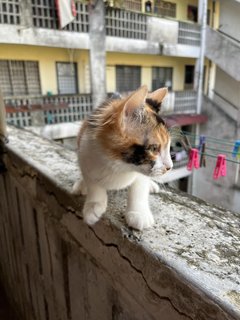 Bubble - Domestic Medium Hair Cat