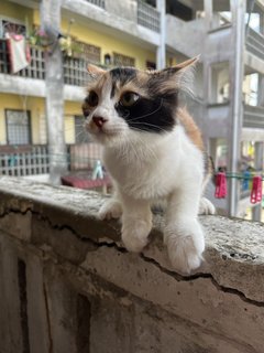 Bubble - Domestic Medium Hair Cat