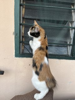 Bubble - Domestic Medium Hair Cat