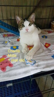 Charlie - Domestic Short Hair Cat