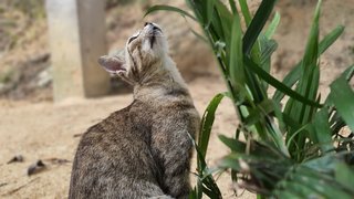 Mrs Mama - Domestic Short Hair Cat