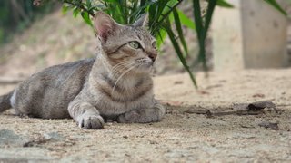 Mrs Mama - Domestic Short Hair Cat