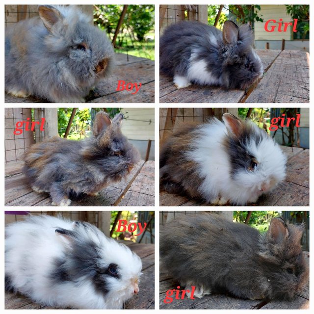 Teddy Bear Bunnies - Angora Rabbit + Lionhead Rabbit