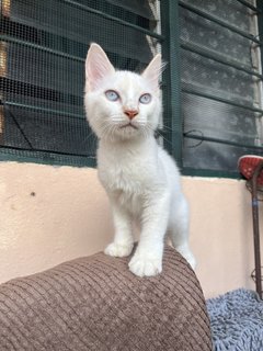 Seven - Domestic Medium Hair Cat