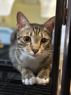 Latte - Domestic Medium Hair + Tabby Cat