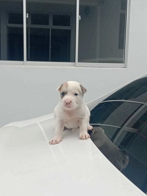 Pink - Mixed Breed Dog