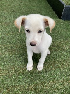 Mochi - Mixed Breed Dog