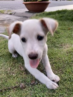 Mochi - Mixed Breed Dog