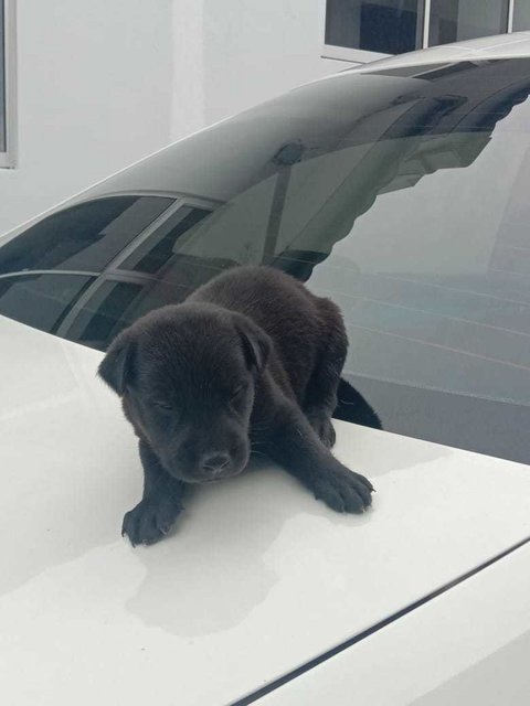 Blacky - Mixed Breed Dog