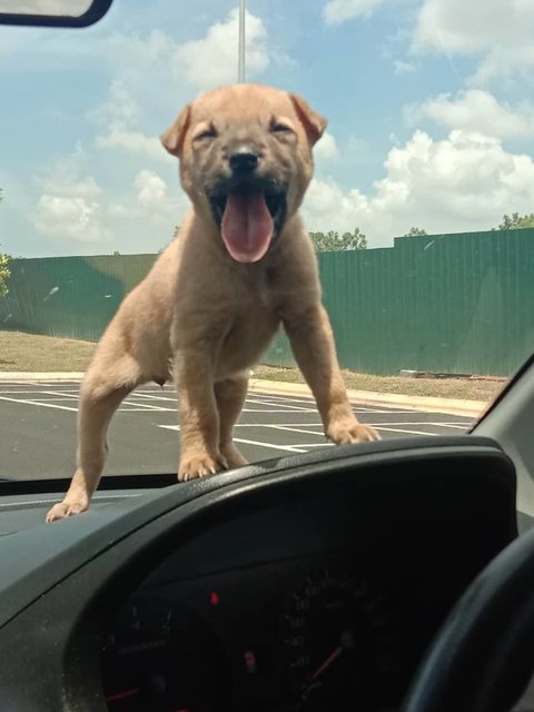 Happy  - Mixed Breed Dog