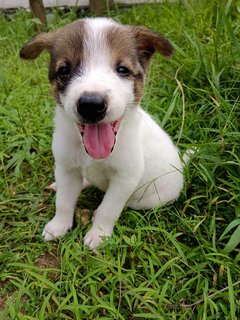 Panda  - Mixed Breed Dog