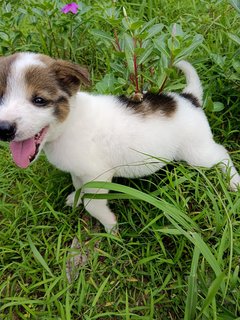 Panda  - Mixed Breed Dog