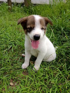 Panda  - Mixed Breed Dog