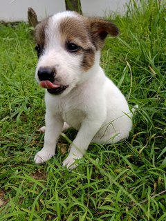 Panda  - Mixed Breed Dog