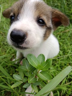 Panda  - Mixed Breed Dog