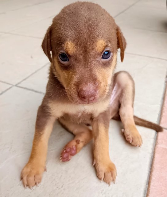 Maple  - Mixed Breed Dog