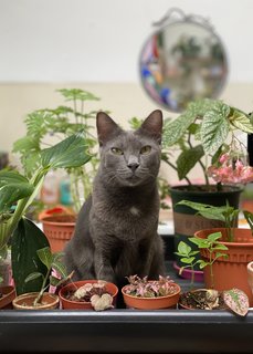 Seven - Domestic Short Hair + Russian Blue Cat