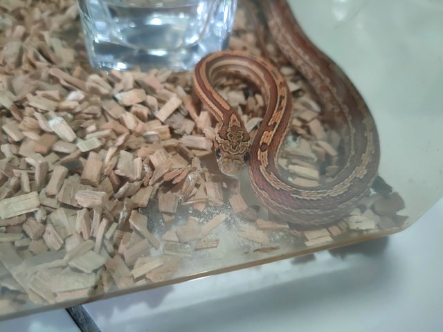 Noodle - Snake Reptile