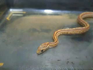 Noodle - Snake Reptile