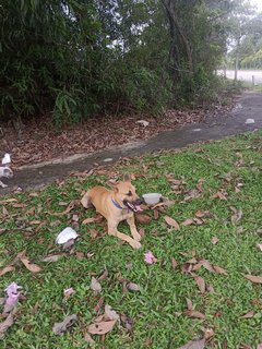 Xiao Coco - Mixed Breed Dog