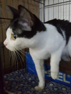 Sripetaling Cat - Domestic Short Hair Cat