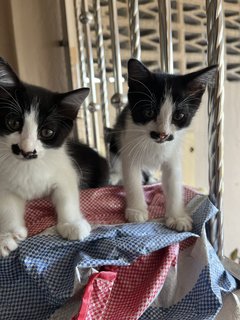 Hana,ash, Patches, Mei, Remy - Domestic Medium Hair + Domestic Short Hair Cat