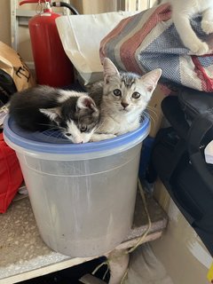 Hana,ash, Patches, Mei, Remy - Domestic Medium Hair + Domestic Short Hair Cat